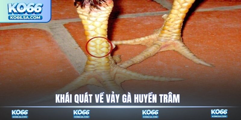 Khái quát về vảy gà Huyền Trâm